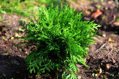 Tuya Danica için bahçede, Beyaz Rusya