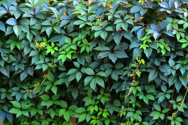 Dekoratif yabani üzüm bahçesinde, Beyaz Rusya