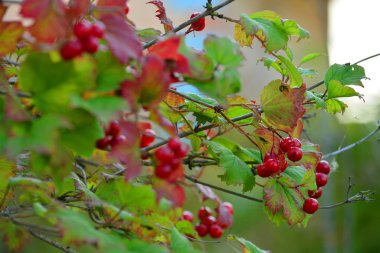 Kırmızı kartopu, Eylül, Beyaz Rusya