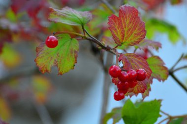 Kırmızı kartopu, Eylül, Beyaz Rusya