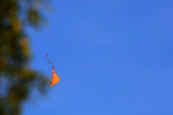 Primera Hoja Otoño Septiembre Belarús — Foto de Stock