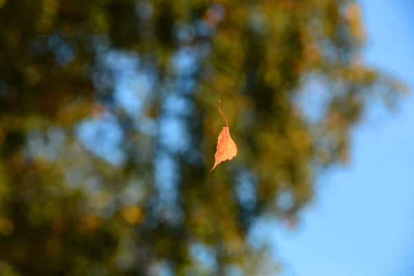 Erstes Herbstblatt September Weißrussland — Stockfoto