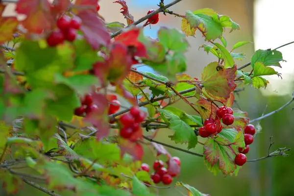 Kırmızı kartopu, Eylül, Beyaz Rusya