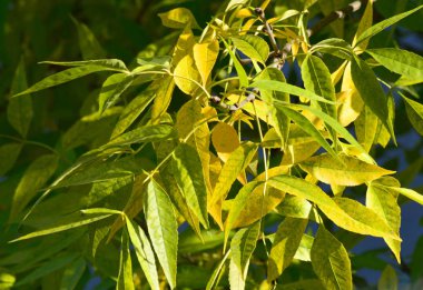 ilk sarı yapraklar - sonbahar Eylül ayında başlangıcı