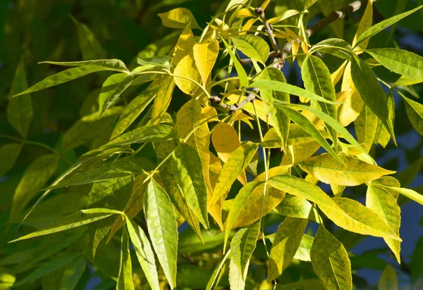 Eerste Gele Groenaanleg Het Begin Van Herfst September — Stockfoto