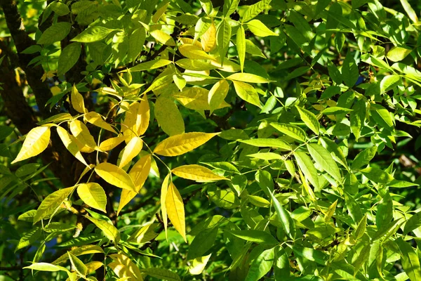 First Yellow Foliage Beginning Autumn September — Stock Photo, Image