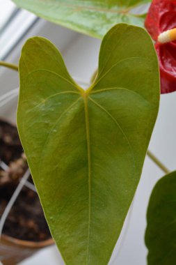 Kırmızı antoryum olarak da bilinen tailflower, flamingo çiçek ve laceleaf