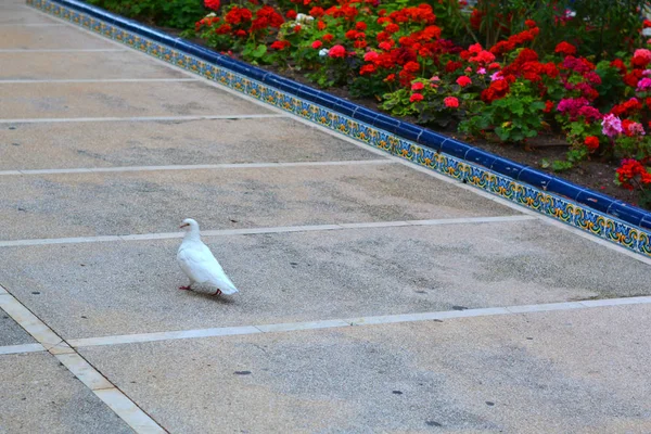 Şehir Elche Alicante Spanya Nın Ortasına Beyaz Güvercin — Stok fotoğraf