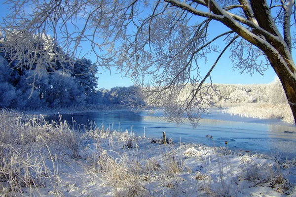 Beau Paysage Hivernal Avec Forêt Arbres Matin Hivernal Une Nouvelle — Photo