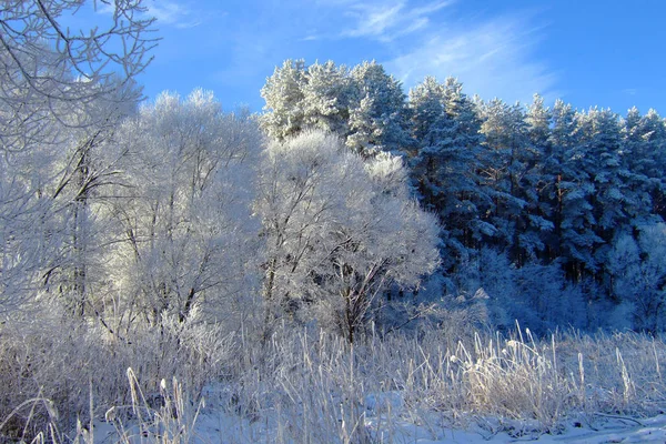 Hermoso Paisaje Invierno Con Bosque Árboles Mañana Invernal Nuevo Día —  Fotos de Stock