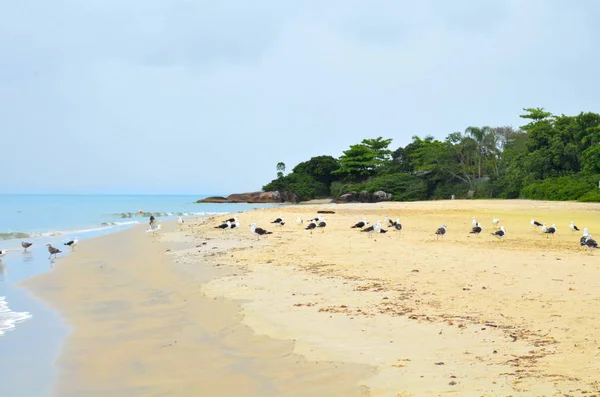 Jurere Beach Florianopolis Santa Catarina Brazil — Stock Photo, Image