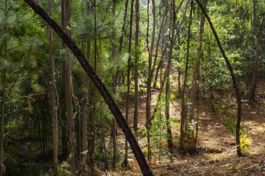 İspanyol manzara bulunan Galiçya, İspanya, Santiago de Compostela yolu