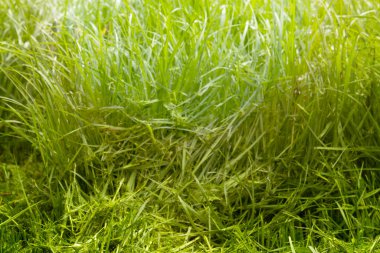 Gün batımında yeşil çimen dokusu. Çimen arkaplanı