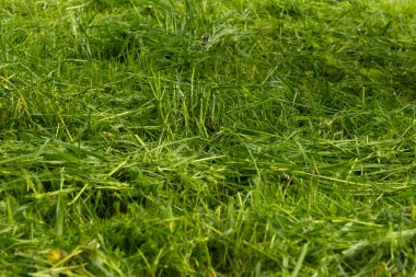 Gün batımında yeşil çimen dokusu. Çimen arkaplanı