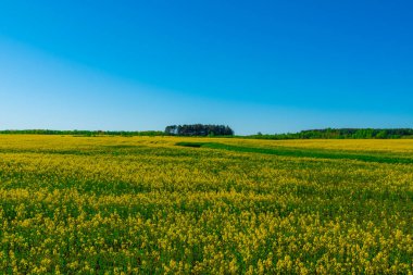Duvar kâğıdı için şaşırtıcı renkli bahar ve yaz manzarası. Bulutlu mavi gökyüzüne karşı sarı çiçek açan tecavüz tarlası. Kopya alanı ile doğal manzara arkaplanı