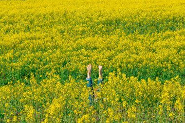 Duvar kâğıdı için şaşırtıcı renkli bahar ve yaz manzarası. Mavi gökyüzüne uzanan sarı çiçekli tecavüz tarlası. Doğal manzara arka planı