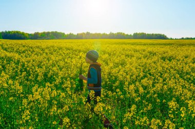 Kolza tarlasında bir çocuk. Duvar kağıdı için yaz manzarası. Çiçekli tecavüzün sarı tarlası. Doğal manzara.