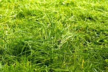 Gün batımında yeşil çimen dokusu. Çimen arkaplanı