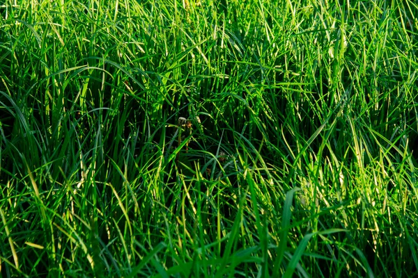 Grünes Gras Aus Nächster Nähe Licht Des Sonnenuntergangs Hintergrund Des — Stockfoto