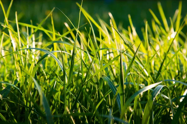 Grünes Gras Aus Nächster Nähe Licht Des Sonnenuntergangs Hintergrund Des — Stockfoto