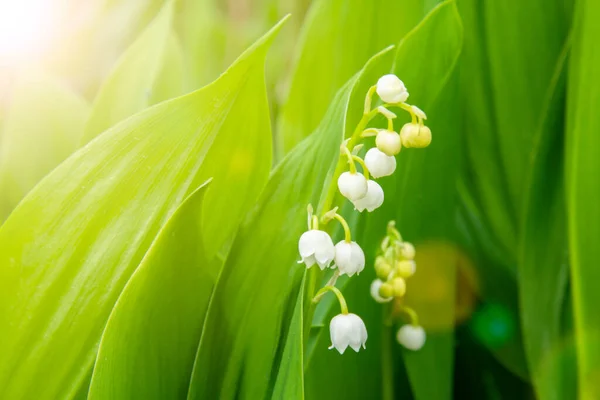 Maiglöckchen Die Frühling Wald Wachsen Nahaufnahme Natürlicher Hintergrund Maiglöckchen Der — Stockfoto