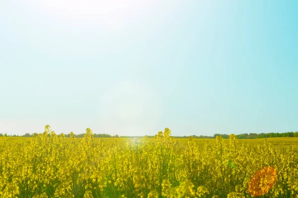 Helle Bunte Sommerlandschaft Für Tapeten Gelbes Rapsfeld Vor Blauem Himmel — Stockfoto