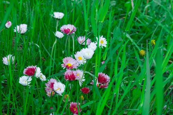 Kleine Weiße Oder Rosa Blüten Auf Dem Boden Gras Gemeine — Stockfoto