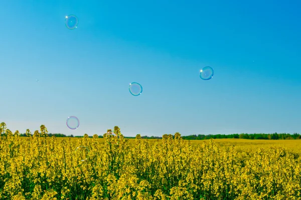 summer landscape for wallpaper. Yellow rapeseed field, soap bubbles against a blue sky with clouds. Natural landscape background with copy space.