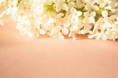 Pastel pembe arka planda taze leylak dalı. Yumuşak açık renk. Tebrik kartı. Pozitif fikirler için maket. İlham verici, duygusal, duygusal metin veya alıntı için boş bir yer.