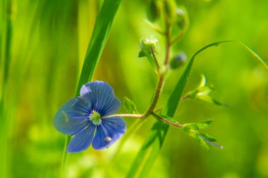 Parlak yeşil yapraklı 