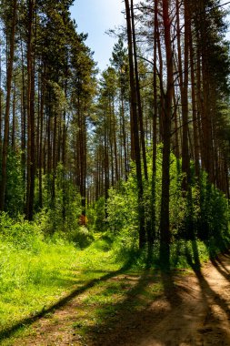 Güneş ışığıyla yaz arkaplanı. Güneşli yeşil bir manzara. Güneşli orman sabahın erken saatlerinde