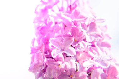 Bahçede bahar çiçekli leylak. Doğal bahar arka planı.