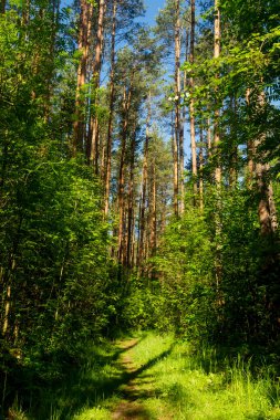 Güneş ışığıyla yaz arkaplanı. Güneşli yeşil bir manzara. Güneşli orman sabahın erken saatlerinde
