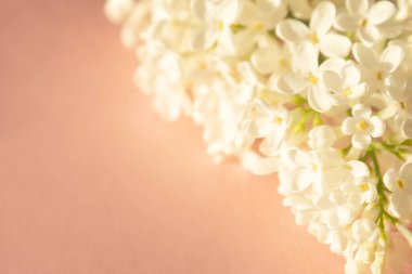 Pastel pembe arka planda taze leylak dalı. Yumuşak açık renk. Tebrik kartı. Pozitif fikirler için maket. İlham verici, duygusal, duygusal metin veya alıntı için boş bir yer.