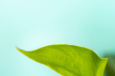 Yeşil yaprak yakın plan seçici odaklanma. Çevre yeşil arkaplan.