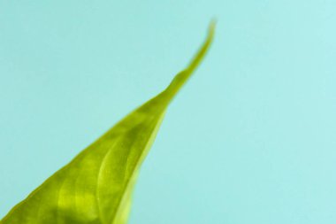 Yeşil yaprak yakın plan seçici odaklanma. Çevre yeşil arkaplan.