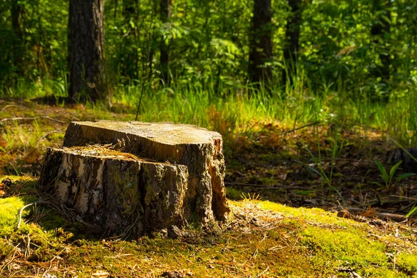 Gammal Stubbe Med Vackert Morgonljus Typ Vitryssland — Stockfoto