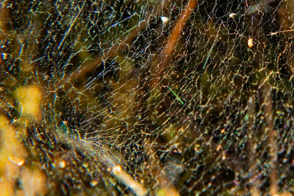 거미줄을 텍스처 — 스톡 사진