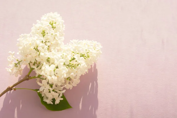 Flores Lila Blanca Sobre Fondo Rosa Copia Espacio Para Texto — Foto de Stock