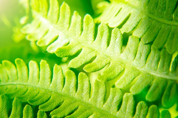 緑の森のシダの花びら パターン マクロ 美しい背景 — ストック写真