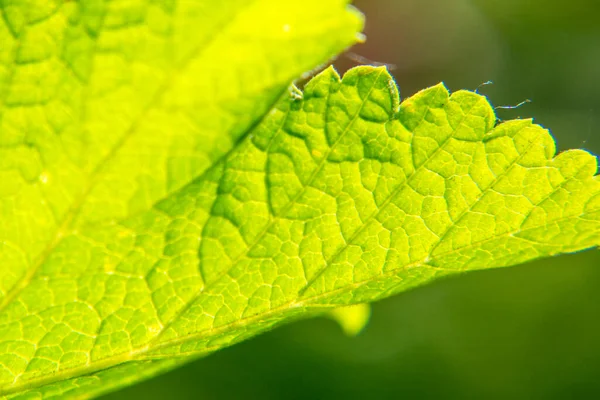 Frisch Grüne Blatttextur Makro Nahaufnahme Grüner Hintergrund — Stockfoto