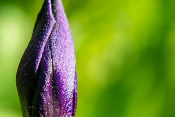 Zbliżenie Kwiatu Brodatej Tęczówki Iris Germanica Rozmazanym Zielonym Tle Naturalnym — Zdjęcie stockowe