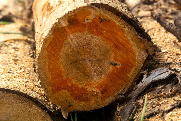 Seção Transversal Tronco Árvore Close Anéis Anuais Textura Madeira — Fotografia de Stock