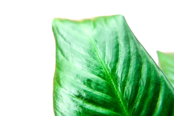 Tasarımlar Için Arka Planda Yeşil Yapraklar Yaz Stili Romaterapi Yağı — Stok fotoğraf