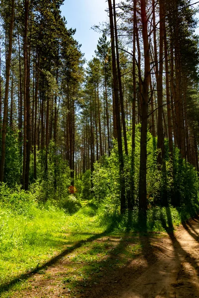 Güneş ışığıyla yaz arkaplanı. Güneşli yeşil bir manzara. Güneşli orman sabahın erken saatlerinde