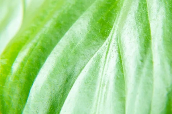 Groen Blad Close Selectieve Focus Eco Groene Achtergrond — Stockfoto