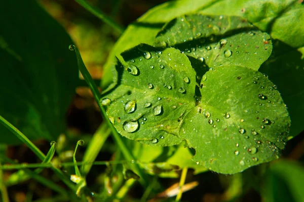 Vers Sappig Jong Gras Druppels Van Ochtend Dauw Een Zomer — Stockfoto