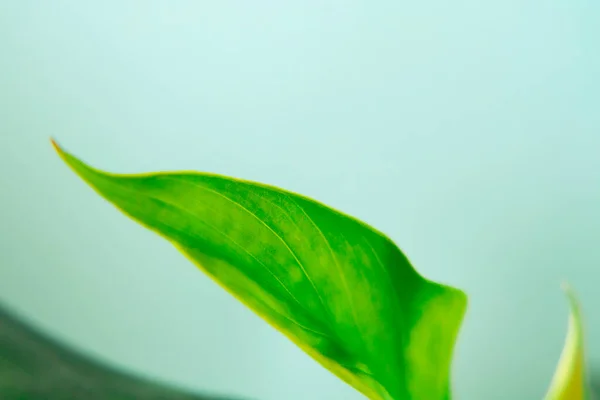 Grüne Blatt Nahaufnahme Selektiver Fokus Öko Grüner Hintergrund — Stockfoto