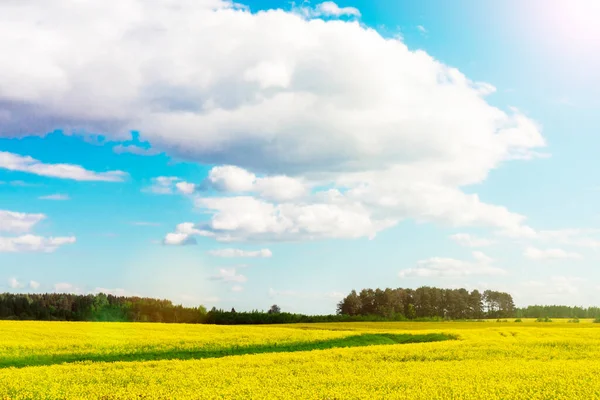 Fondo Violación Campo Amarillo Cielo Azul Verano — Foto de Stock