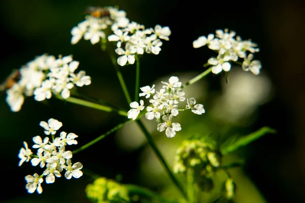 Conium Maculatum Poison Hemlock Highly Poisonous Biennial Herbaceous Flowering Plant — ストック写真